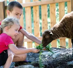 Kinder beim Füttern eines kleinen Schafes im Almzoo Imst